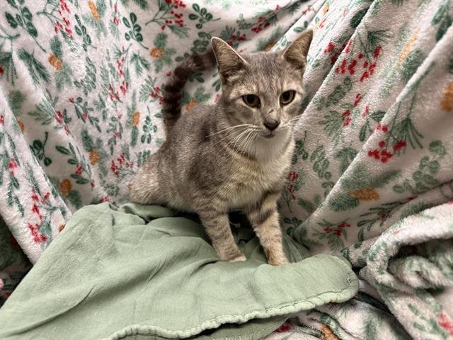 A1259086 - Domestic Short Hair available for adoption