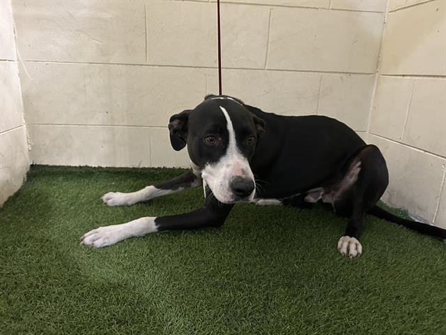 OAKLEY - Labrador Retriever available for adoption