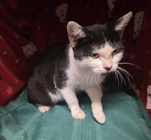 PINKY - Domestic Short Hair available for adoption