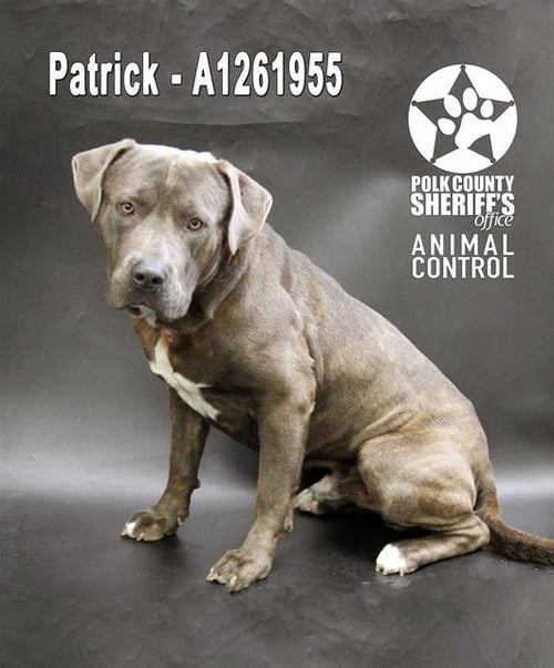 PATRICK - Bulldog available for adoption