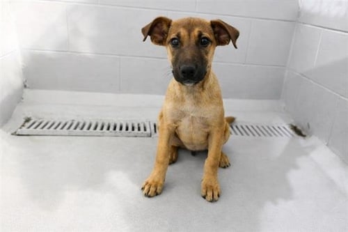 ROMANIA - Black Mouth Cur available for adoption