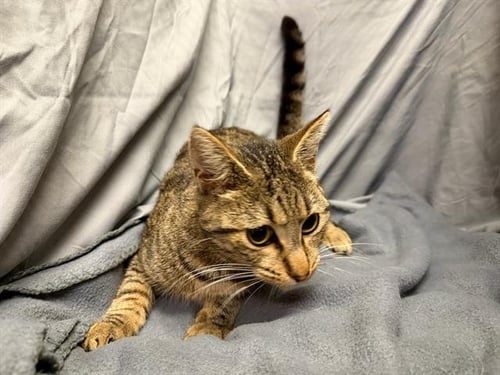 LAZLO - Domestic Short Hair available for adoption