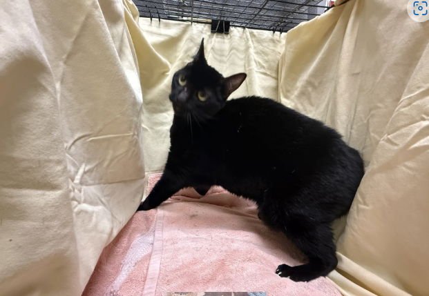 SIERRA - Domestic Short Hair available for adoption