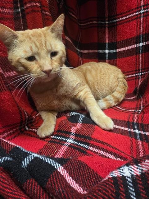 PHIL - Domestic Short Hair available for adoption