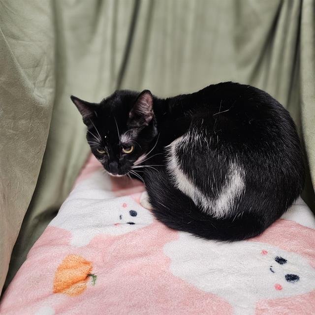 MISCHIEF - Domestic Short Hair available for adoption