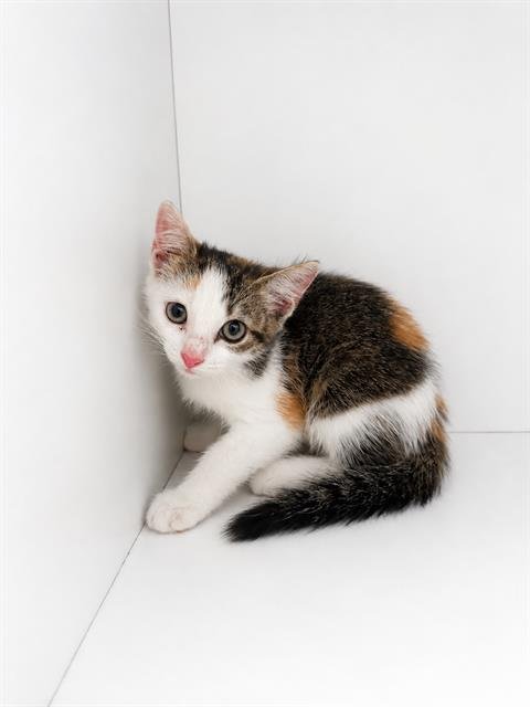 ANYA Image