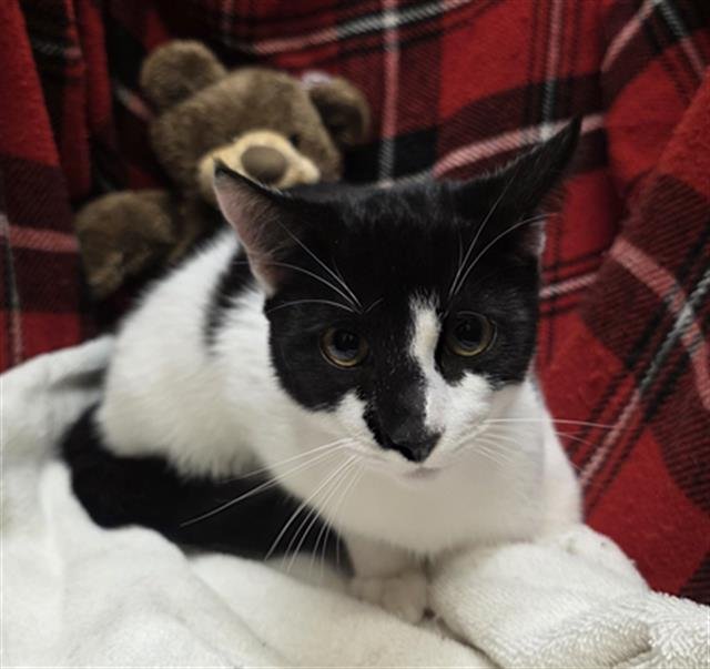 POE - Domestic Short Hair available for adoption