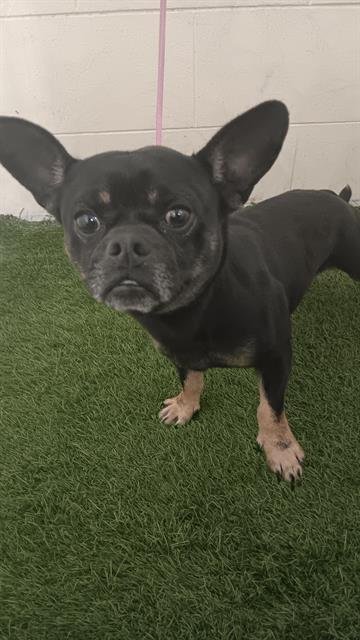 BUGSY - French Bulldog available for adoption