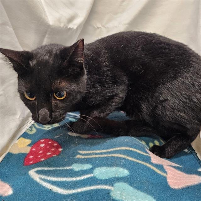 MERLIN - Domestic Short Hair available for adoption