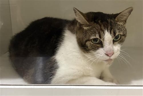 A1273579 - Domestic Short Hair for adoption in Lakeland