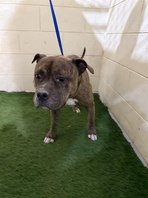 HANK - Bulldog available for adoption