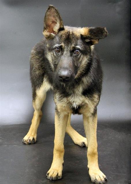 FIREFLY - German Shepherd Dog available for adoption
