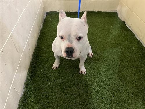 ISA - Bulldog available for adoption