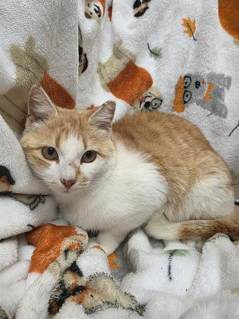 CHIPPY - Domestic Short Hair available for adoption