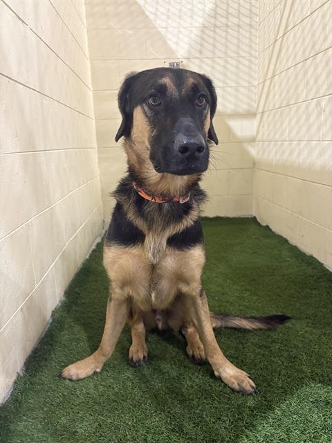 A1257036 - German Shepherd Dog available for adoption