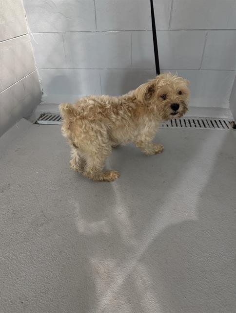 PEANUT - Miniature Schnauzer available for adoption