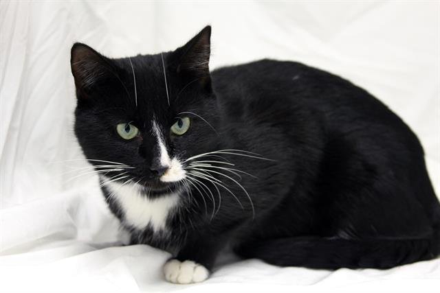 PICCOLO - Domestic Short Hair available for adoption