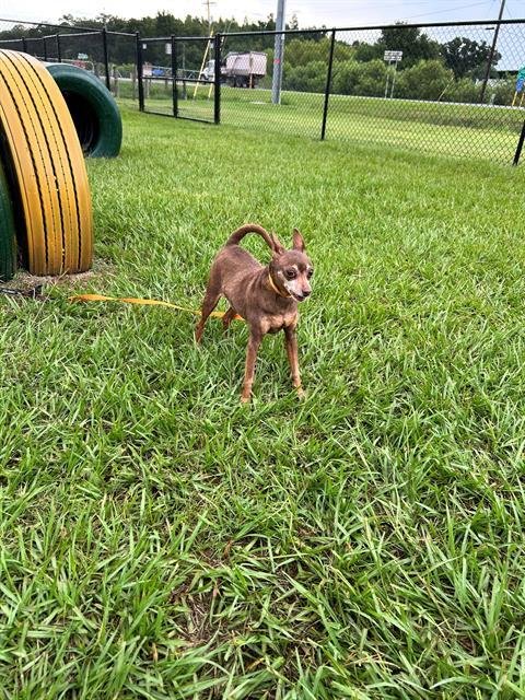 A1274497 - Chihuahua available for adoption