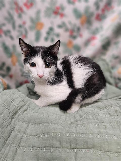 A1259233 - Domestic Short Hair available for adoption