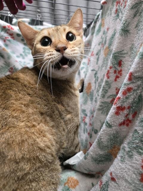 SANSA - Domestic Short Hair available for adoption