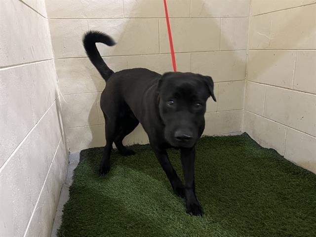 BEAU - Labrador Retriever available for adoption