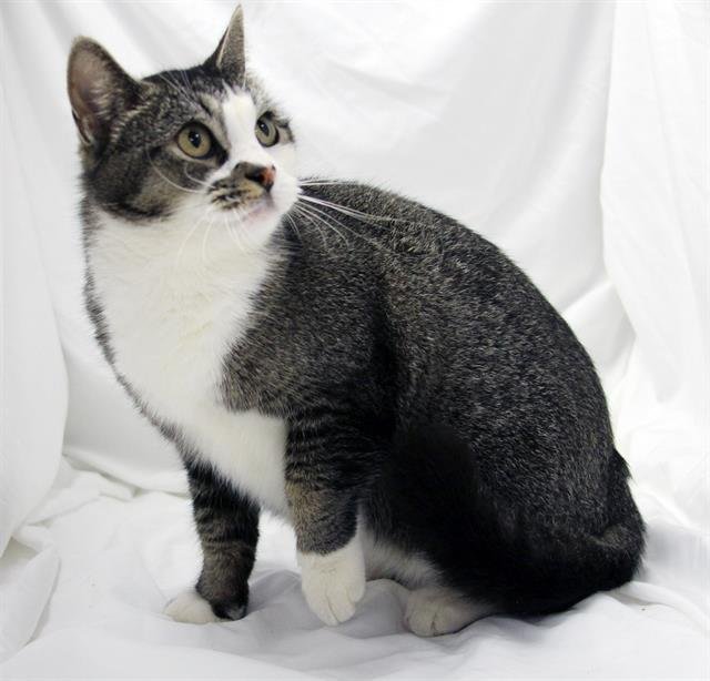 POSEY - Domestic Short Hair available for adoption