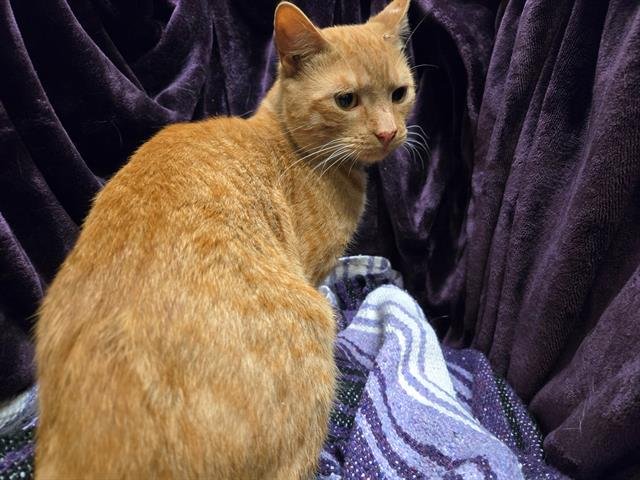 HARRY - Domestic Short Hair available for adoption