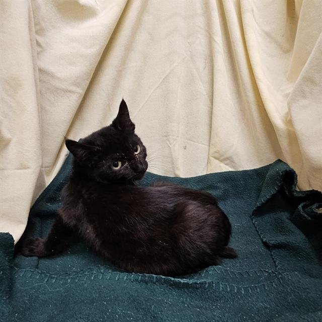 A1257937 - Domestic Short Hair available for adoption