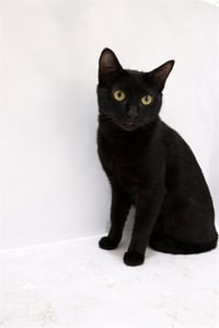 OLIVER - Photo 1