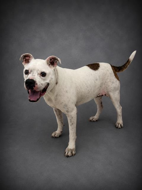 BERDINE - Bulldog available for adoption