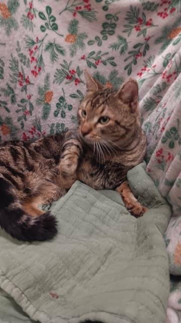 A1258994 - Domestic Short Hair available for adoption