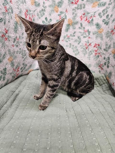 A1258813 - Domestic Short Hair available for adoption