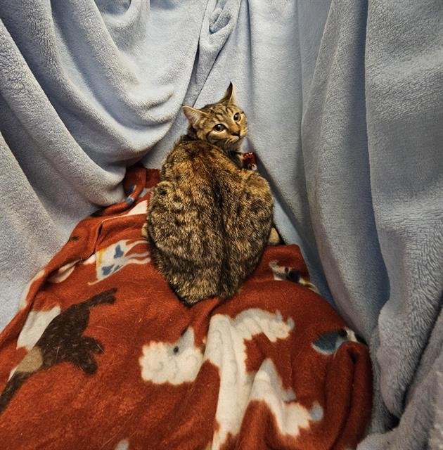 DOODLES - Domestic Short Hair available for adoption