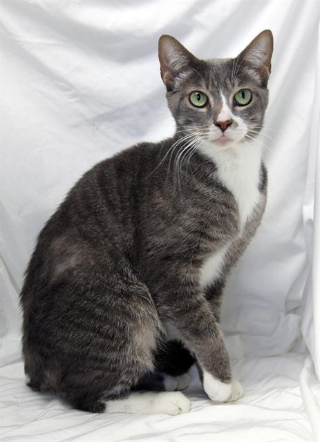 SMOKEY - Domestic Short Hair available for adoption