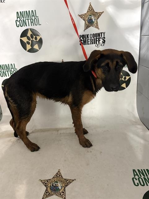 ALY - German Shepherd Dog available for adoption