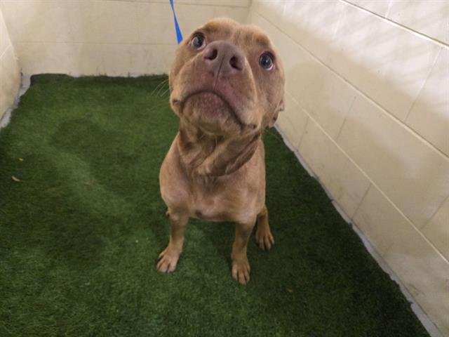 KING - Bulldog available for adoption