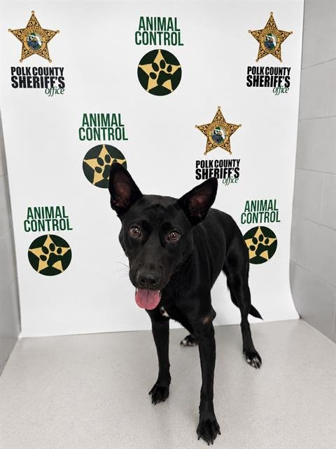 FREYA - Belgian Shepherd Malinois available for adoption