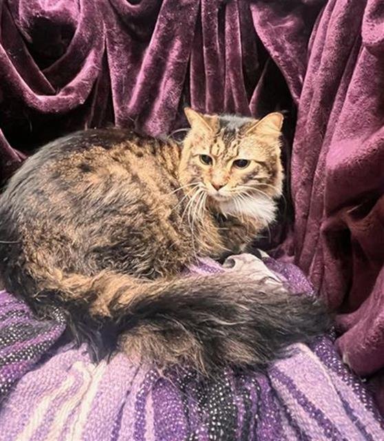 CALLIE - Domestic Long Hair available for adoption