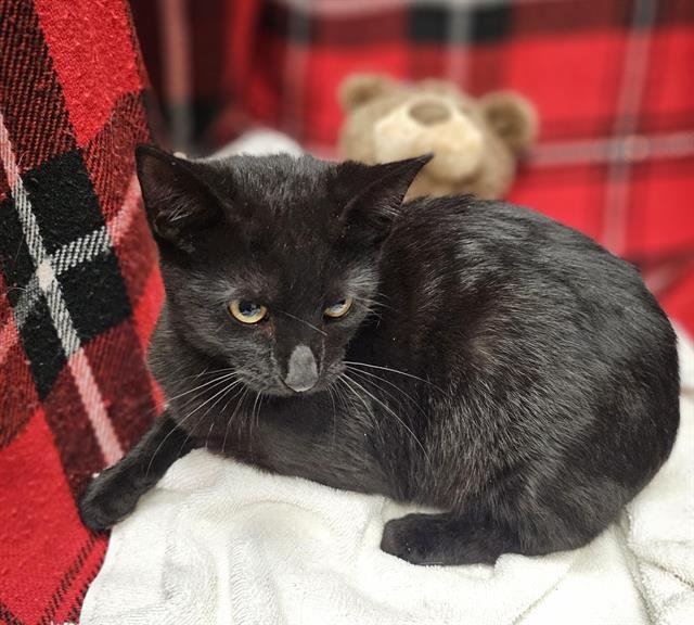 OCTAVIA - Domestic Short Hair available for adoption