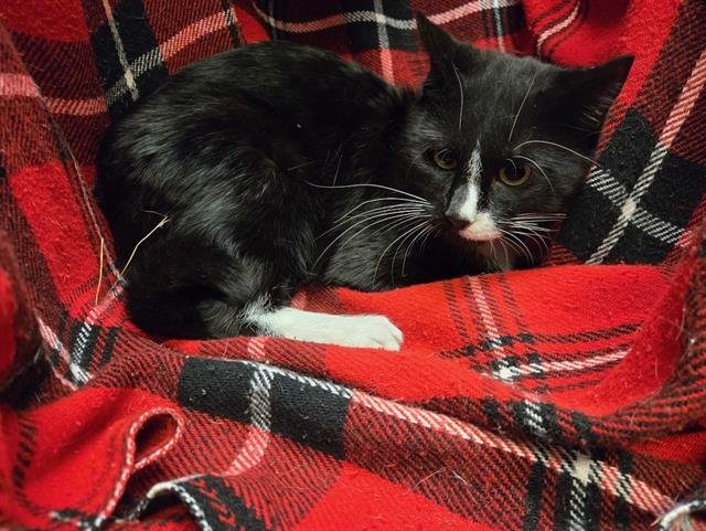 PICCOLO - Domestic Short Hair available for adoption