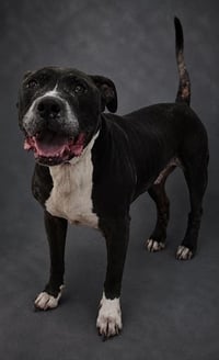 SMOKEY - Photo 1