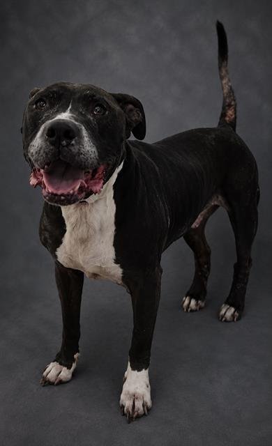 SMOKEY - Bulldog for adoption in Lakeland