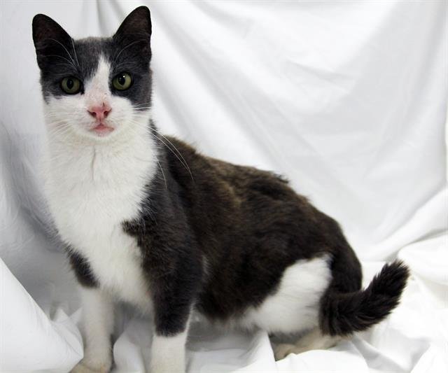 LILAC - Domestic Short Hair available for adoption