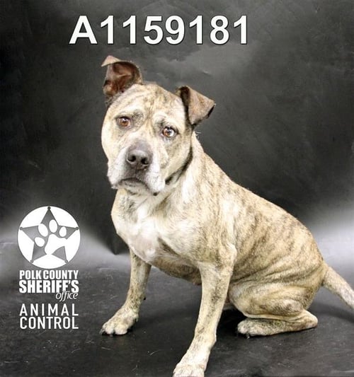 BOONE - Bulldog / Catahoula Leopard Dog available for adoption