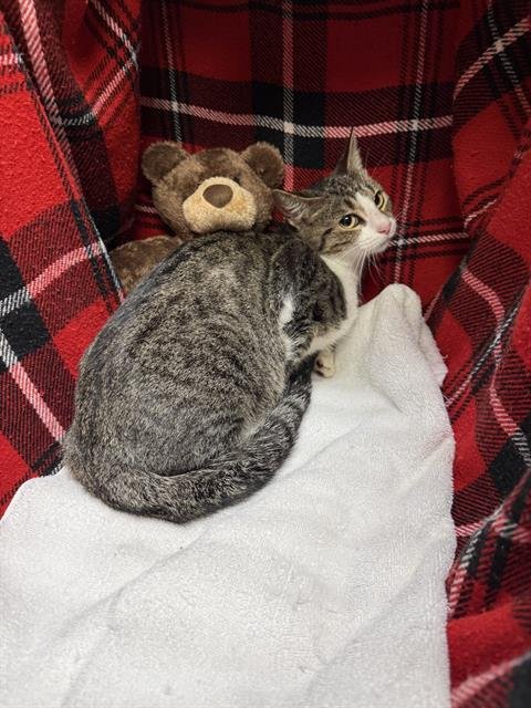 CRANBERRY - Domestic Short Hair available for adoption