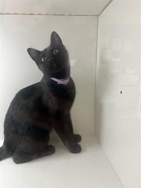 A1278153 - Domestic Short Hair available for adoption