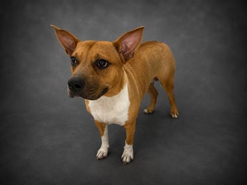 HARLEY - Carolina Dog for adoption in Lakeland