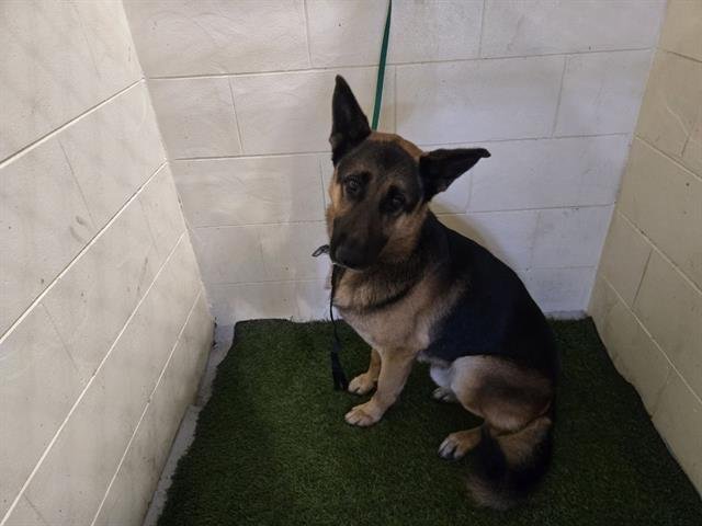 A1256299 - German Shepherd Dog available for adoption