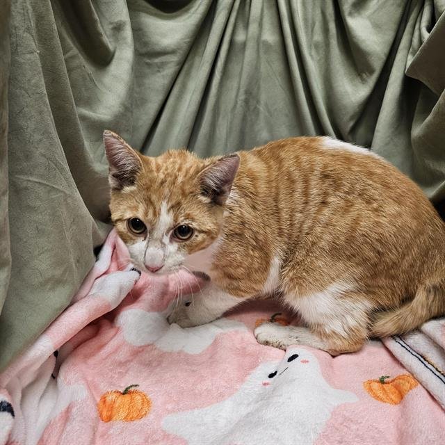 MICHELANGELO - Domestic Short Hair available for adoption