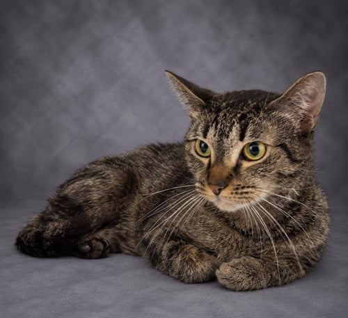 FREIDA - Domestic Short Hair available for adoption